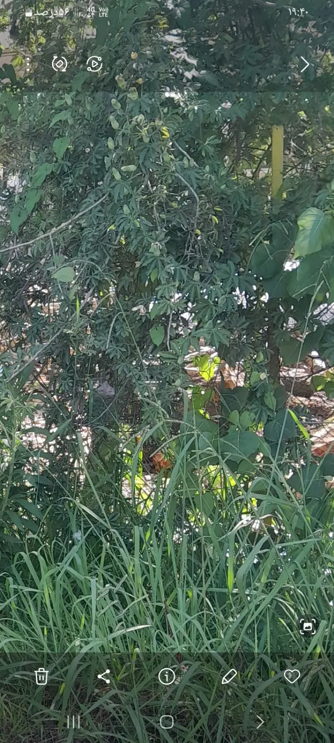 باغ انگور