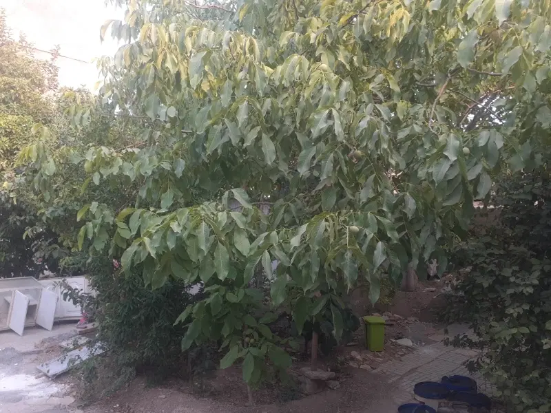 خانه بزرگ قدیمی (کلنگی)