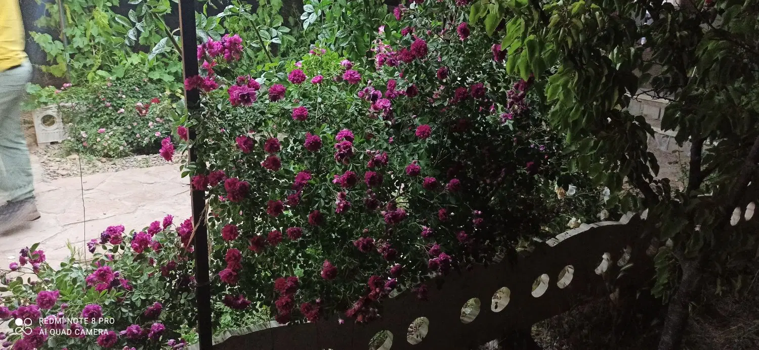 باغ کلاکوب گوهر هشتم هزار متری