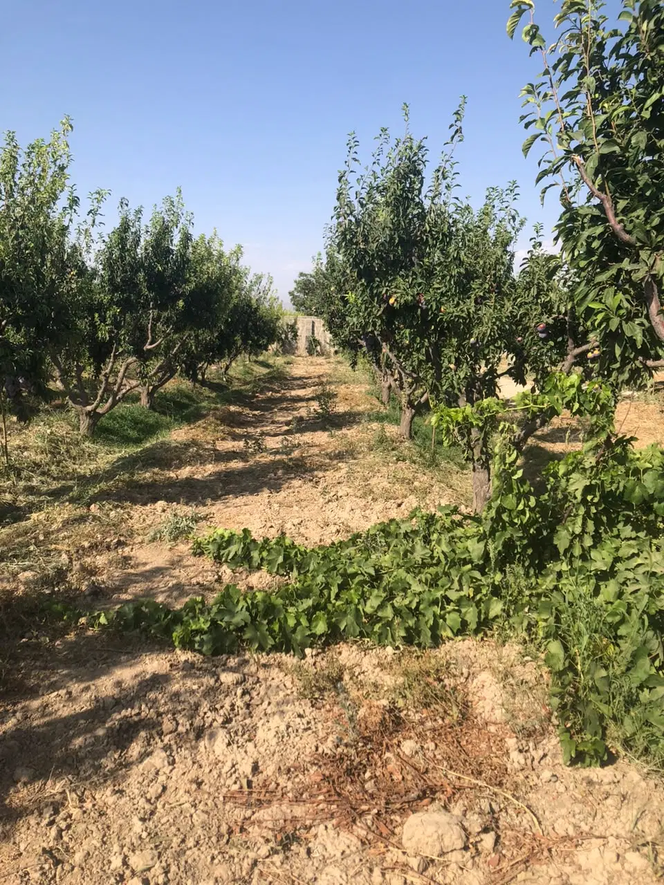 ۱۰۰۰متر زمین سند تکبرگی