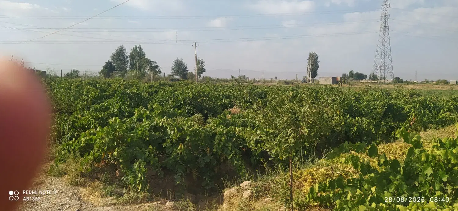 باغ انگور