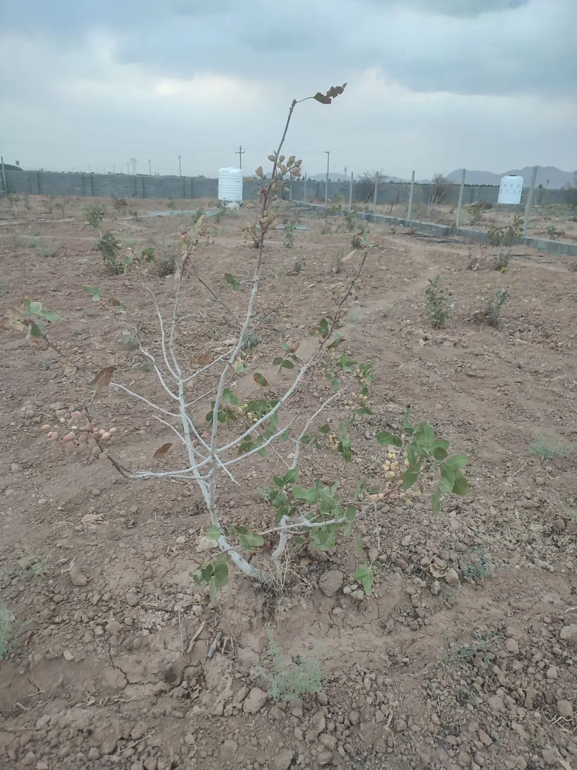 فروش زمین