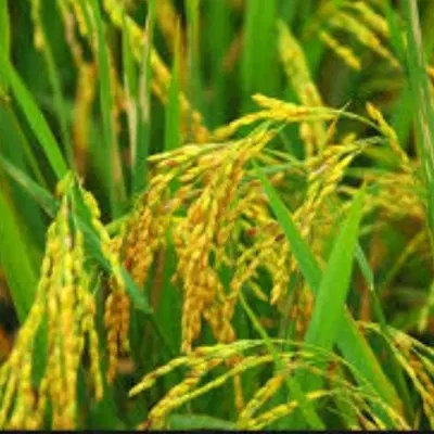 ۱۶۰۰ متر مزرعه ماشین تا پای زمین