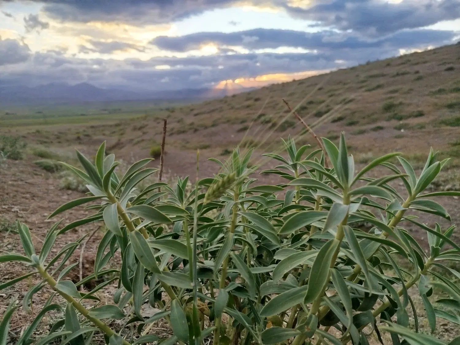 زمین دیم وندر آباد