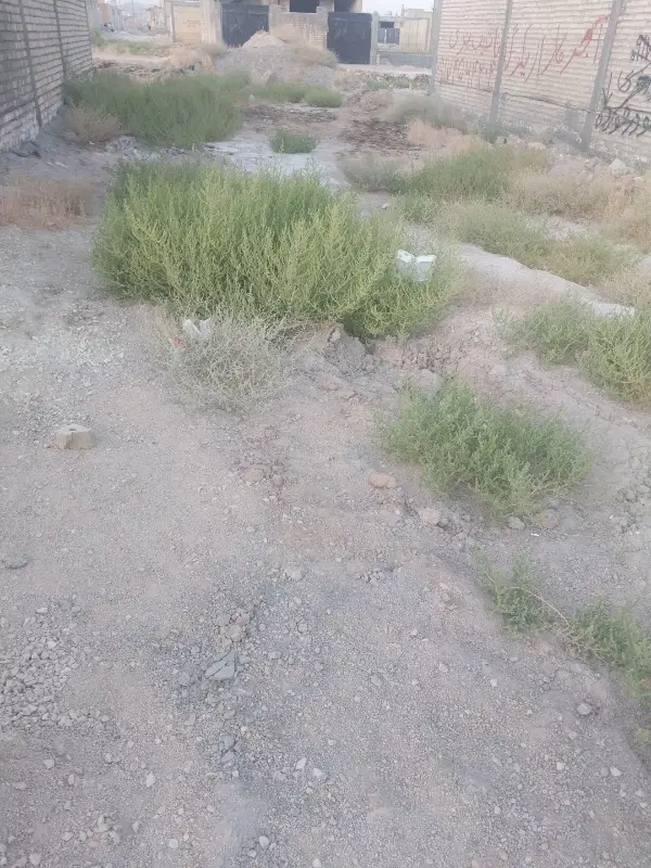 زمین کرونی شهرک یاس