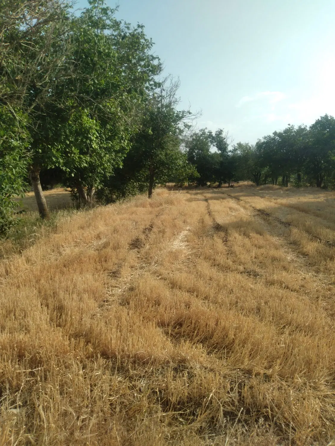 زمین ویلایی گوار