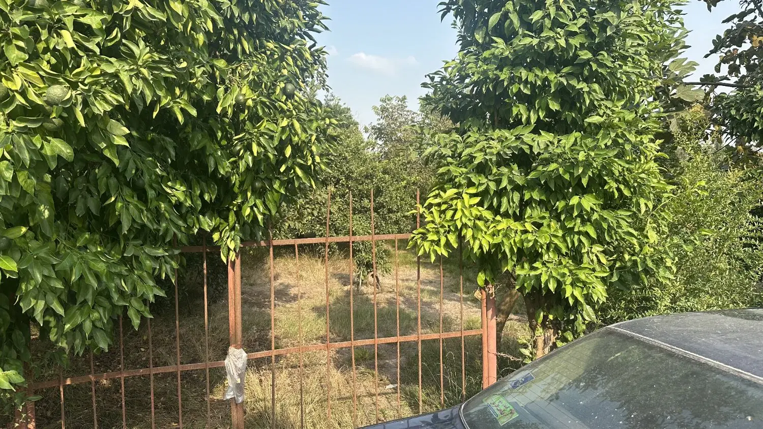 300متر زمین باغی_ 1_700_000