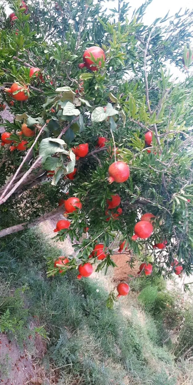 باغ فروشی راین