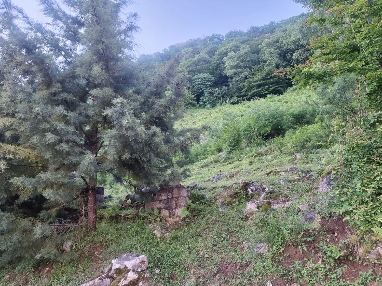 زاوت غرب قوار یک جنگل ایده آل برای برج و هتل