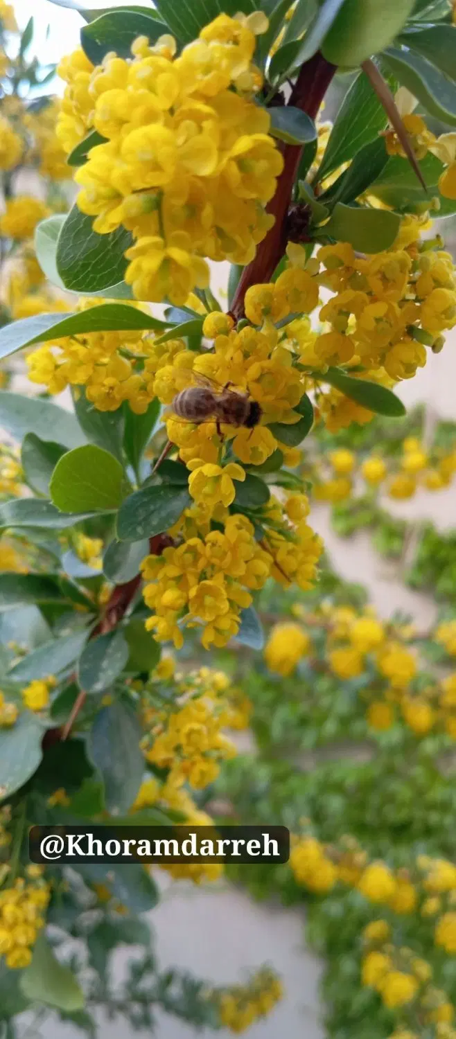 زمین زراعی