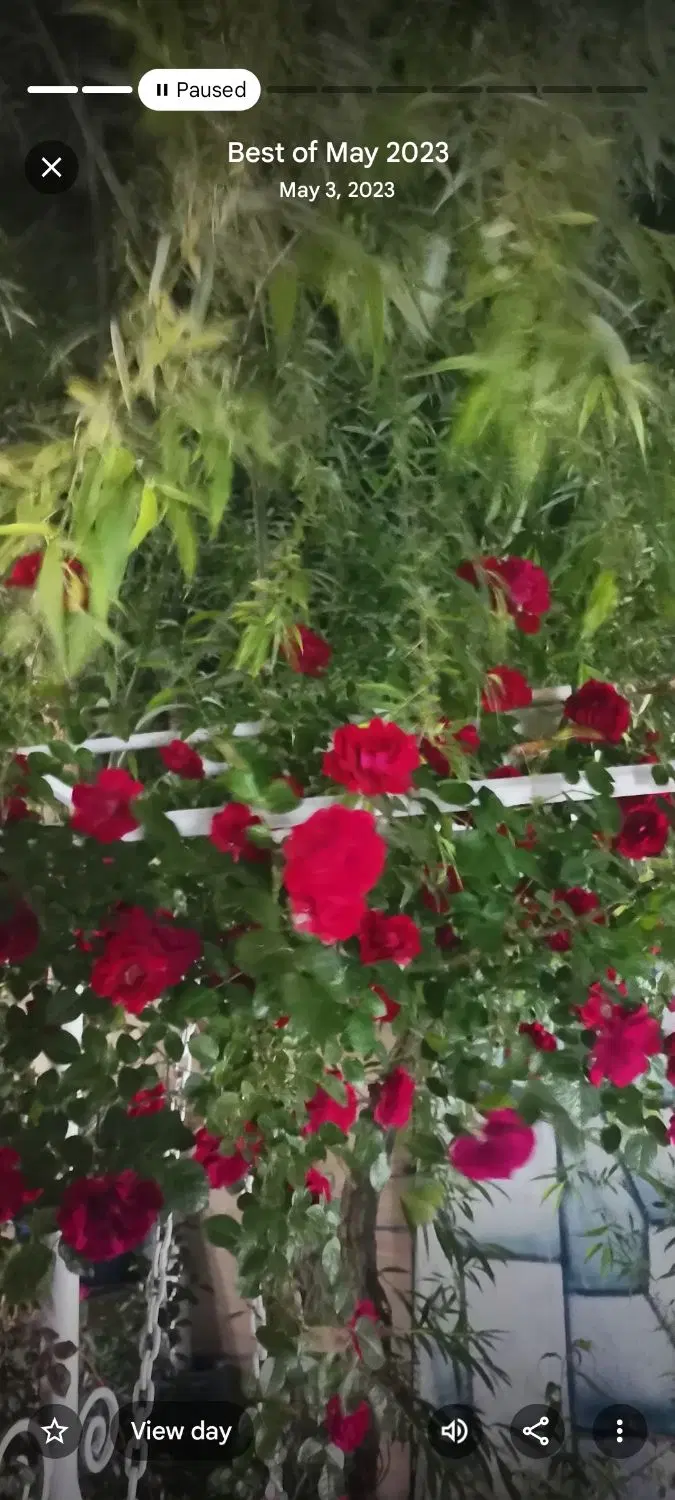باغچه ویلا دار