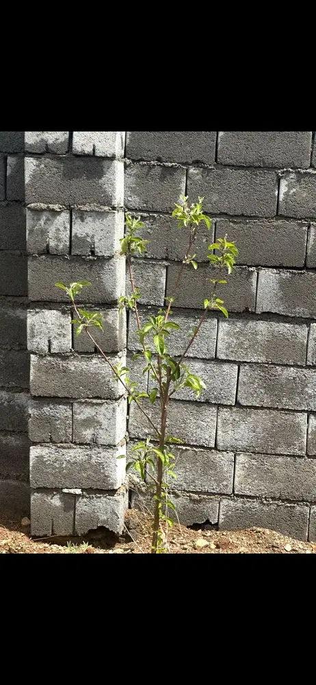 باغ در سیوان کوی ویلایی معتبر
