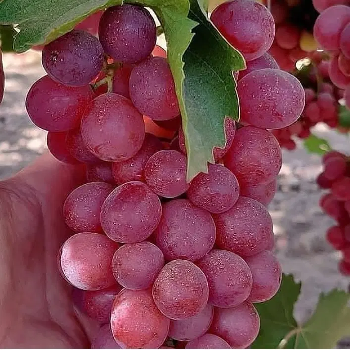باغ بدلبو