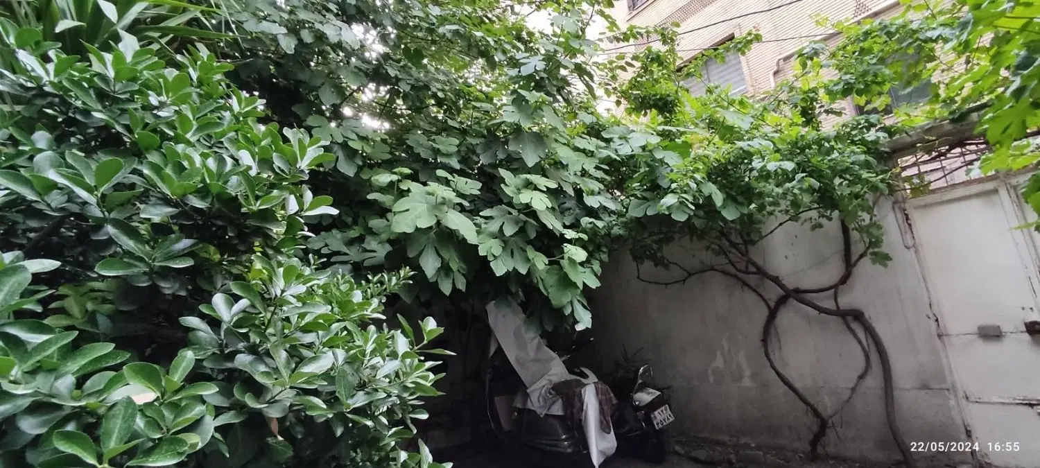 کلنگی با جواز