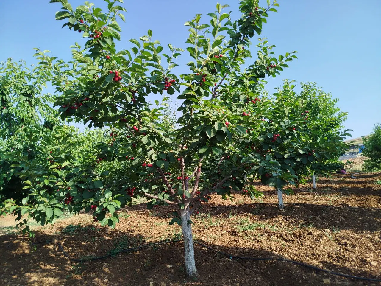 باغ بازان میرکی رو آسفالت