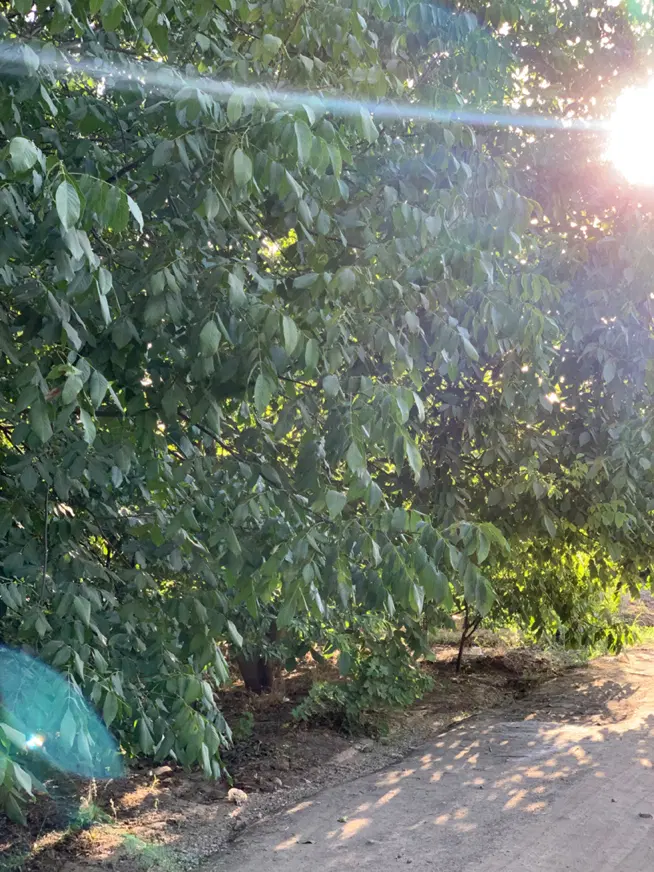 باغ روستای حسن آباد کمالوند