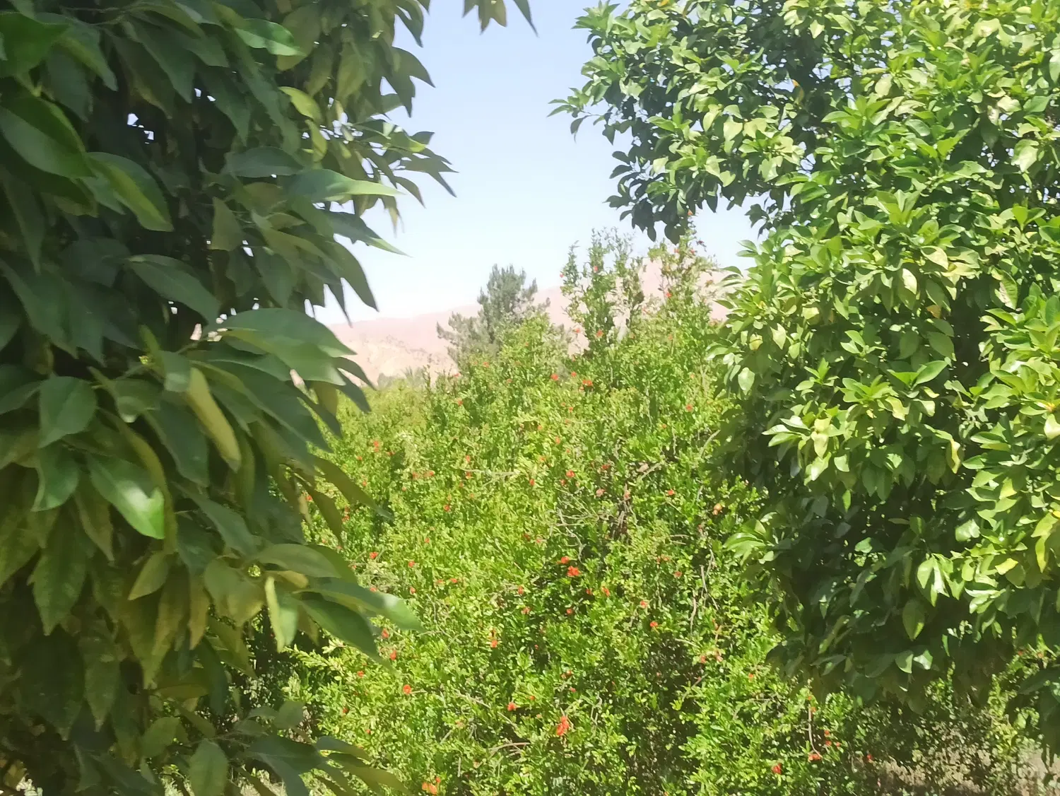 فروش فوری باغ مرکبات ۴هکتاری