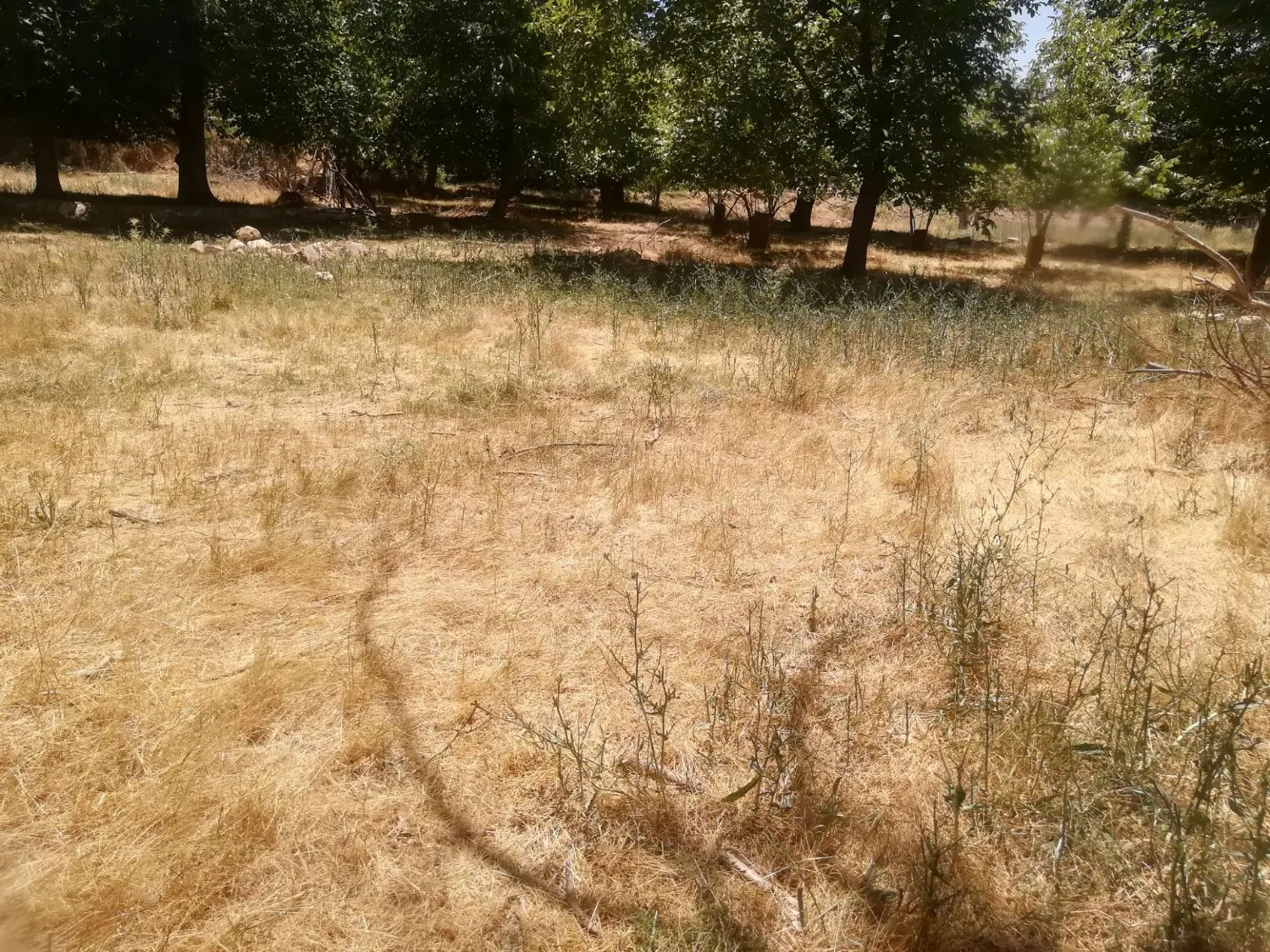 زمین باغ
