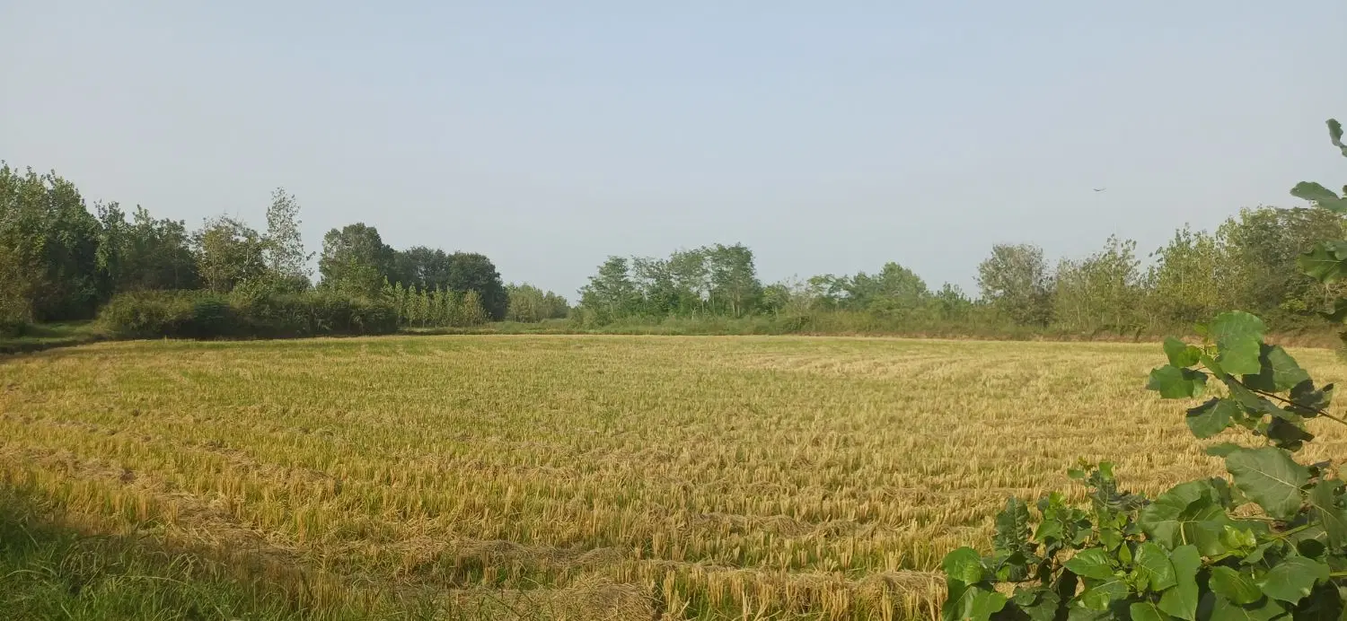 زمین کشاورزی