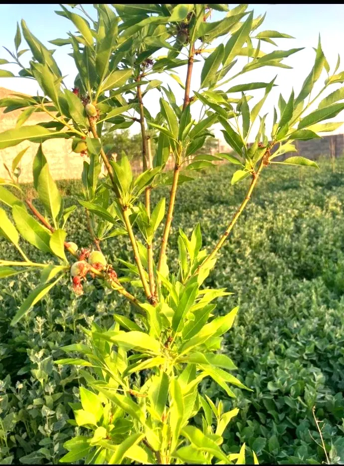 الان بخر بعد12ماه پرداخت کن برخیابان13متری پزشکان