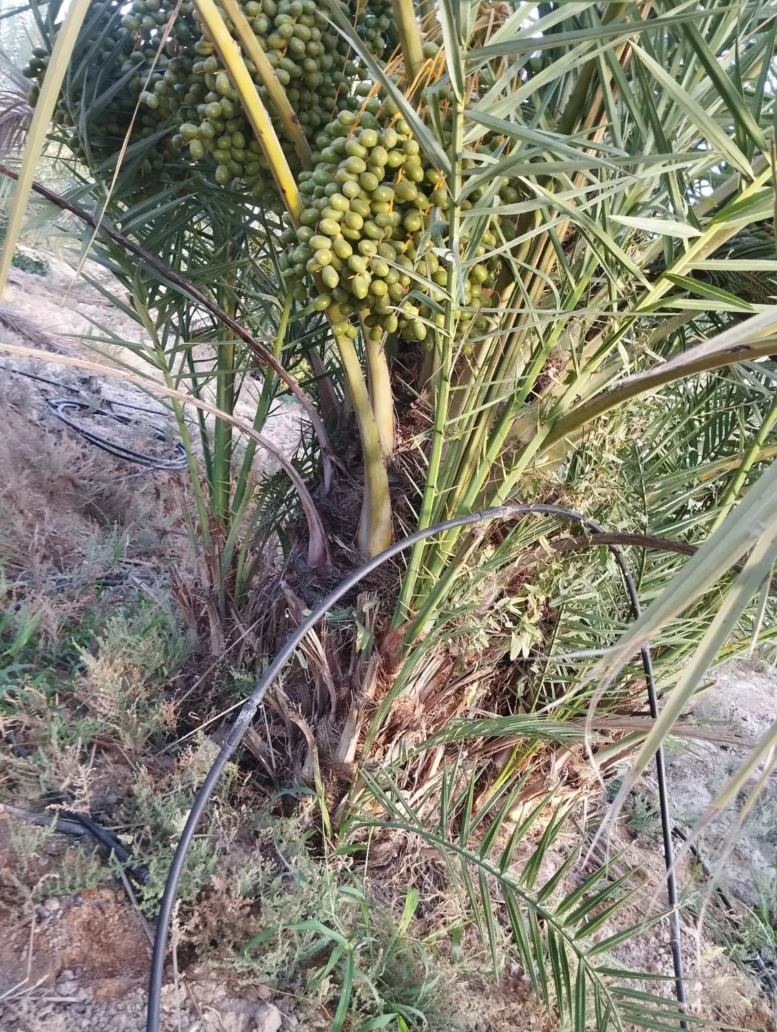 فروش نخل قصب زاهدی درجه یک