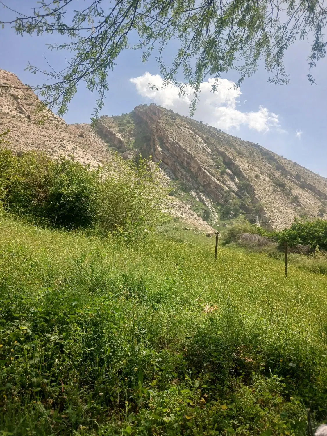 زمین چهار بیشه علیا ستایش ۳