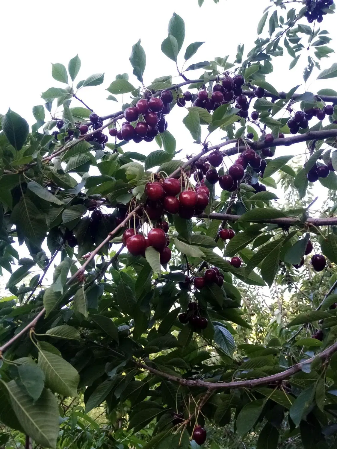 باغ گیلاس 1000متری