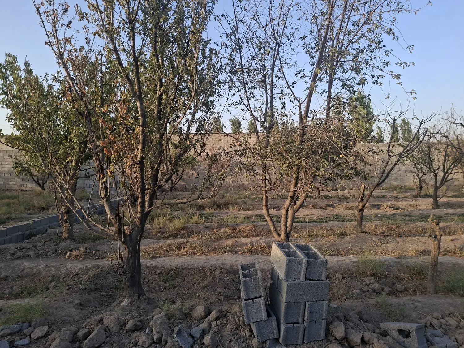 باغچه