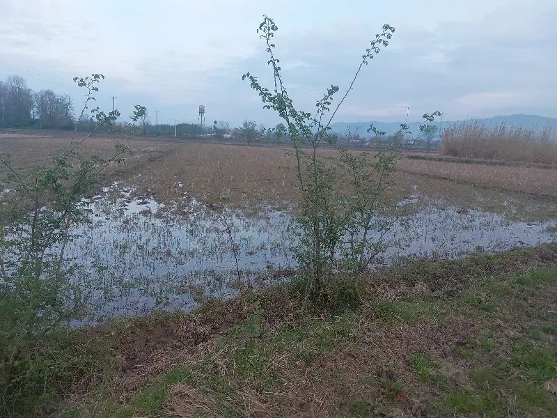 زمین شالیزاری مکانیزه بدون مشکل آب