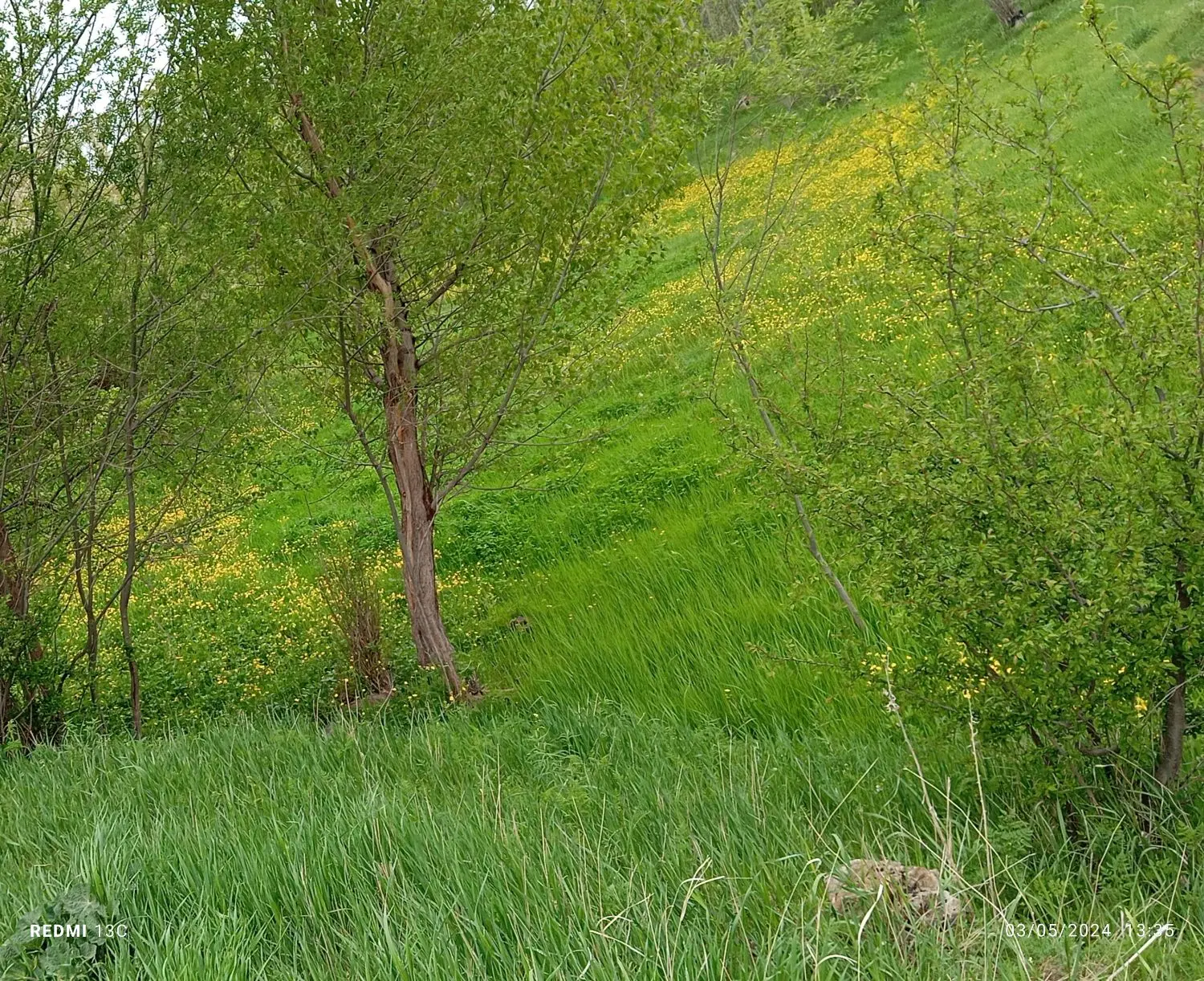 زمین مختص  باغداری و سرمایه گذاری