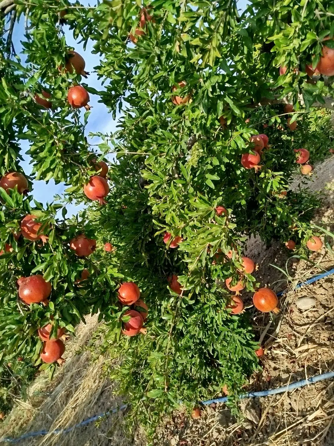اجاره انار