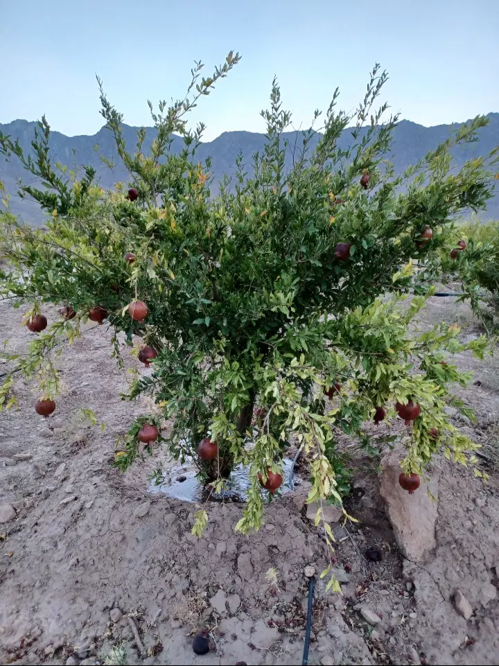 تلمبه کشاورزی