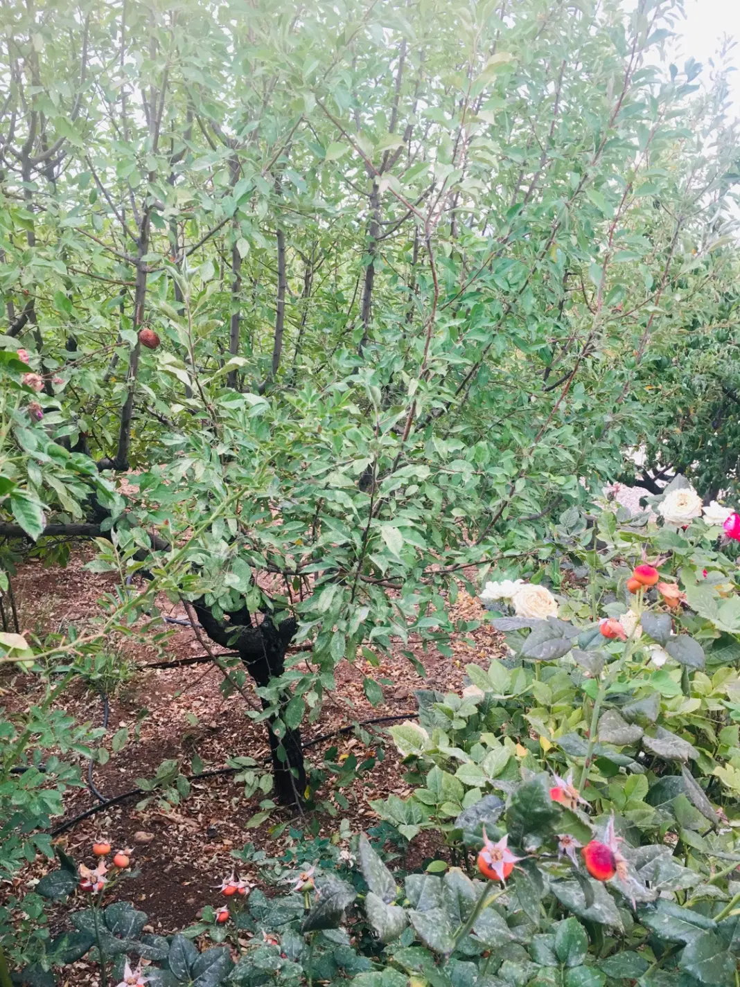 فروش باغ استخر