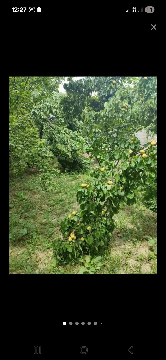 باغ۷۲۰متر_ دونبش_برِ ۲۵ اصلی (لوکیشن طلایی چمن ۳)