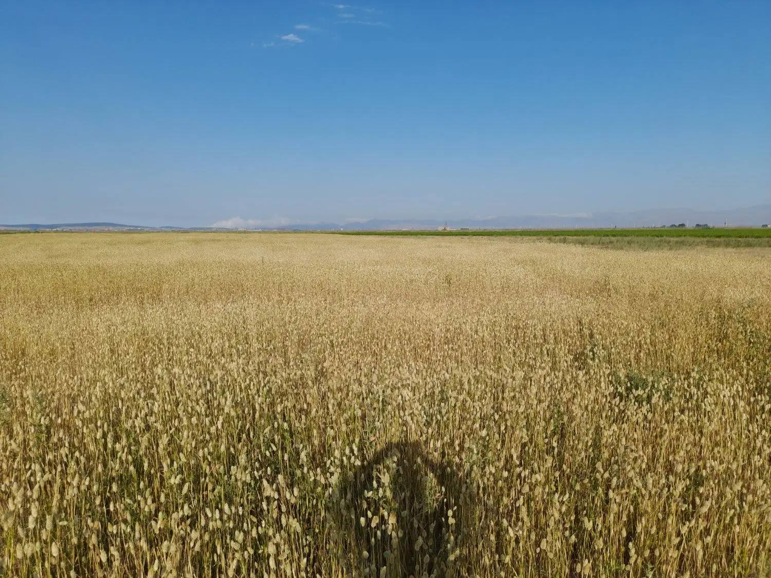 زمین زراعی و کشاورزی