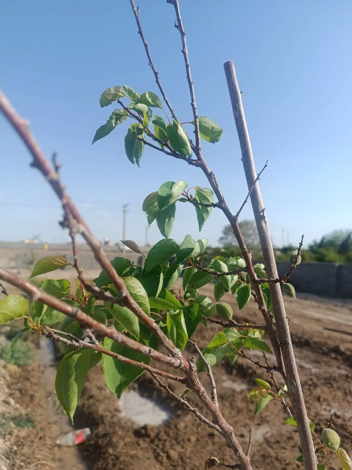 زمین کشاورزی با ۵۰۰ مترگلخانه۴۰ درخت. ۷۰ متر سازه