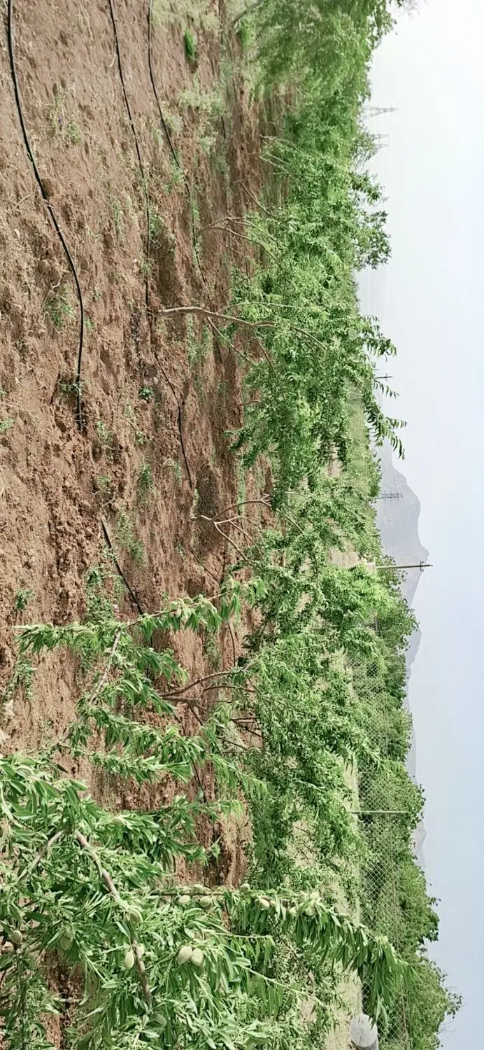فروش باغ