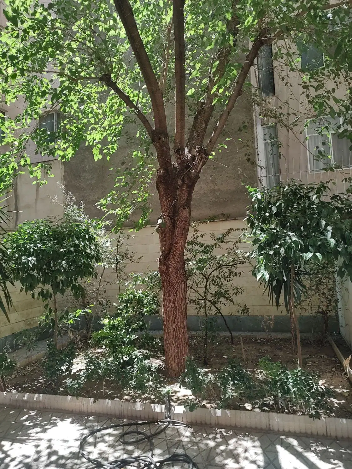 67متر دبستان