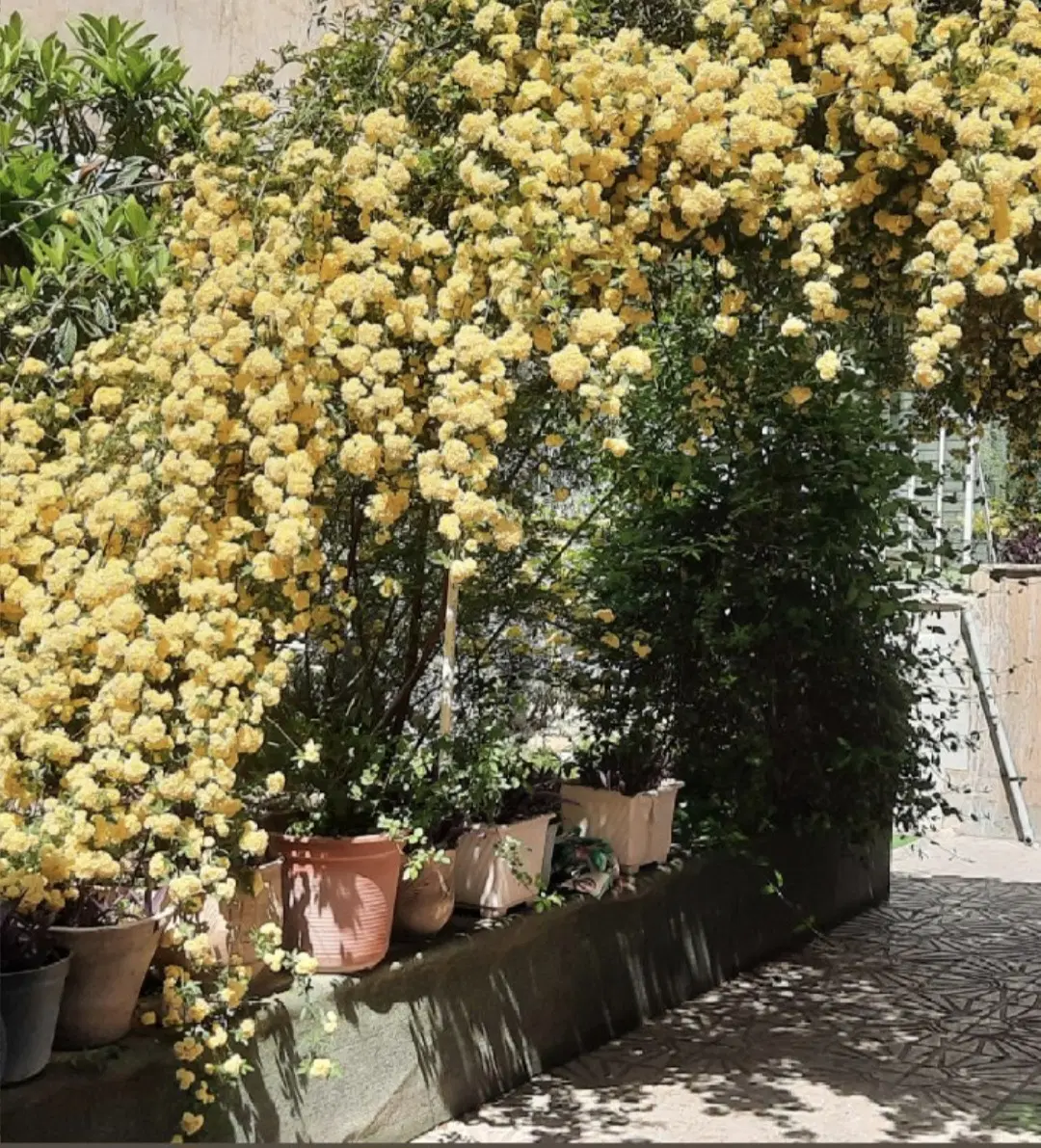 ویلایی شیرخوارگاه