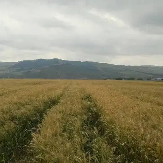 زمین دیم بیست من ..زمین حاصلخیز بسیار مرغوب