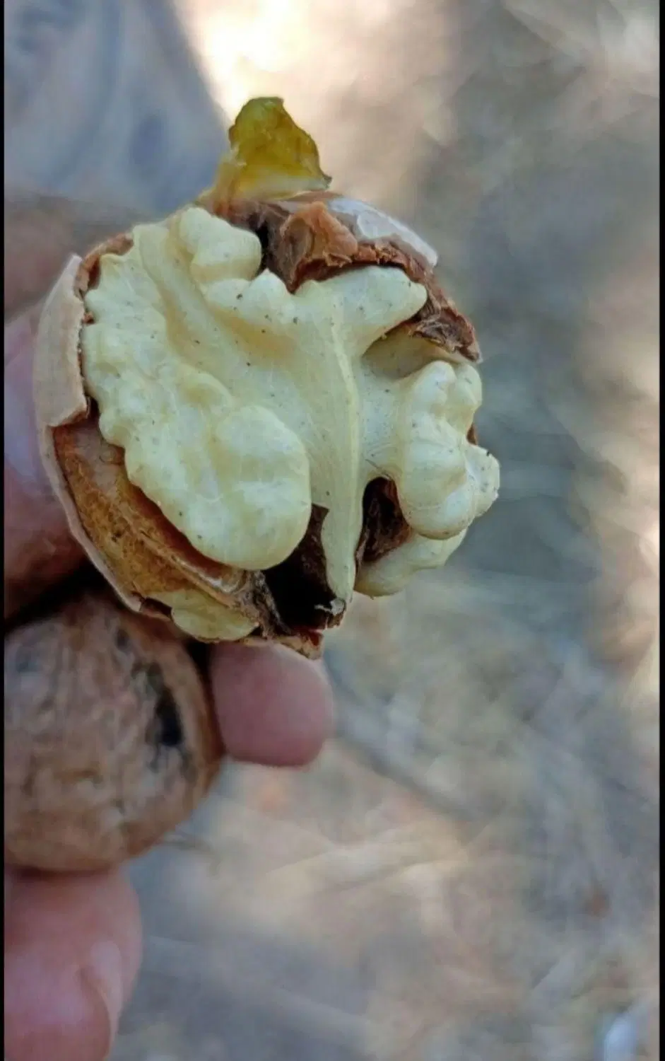 خانه باغ خرید و فروش باغ گردو