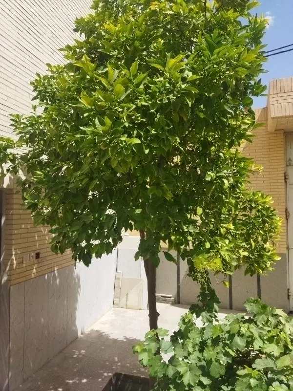 اجاره مسکونی اشکذر یزد