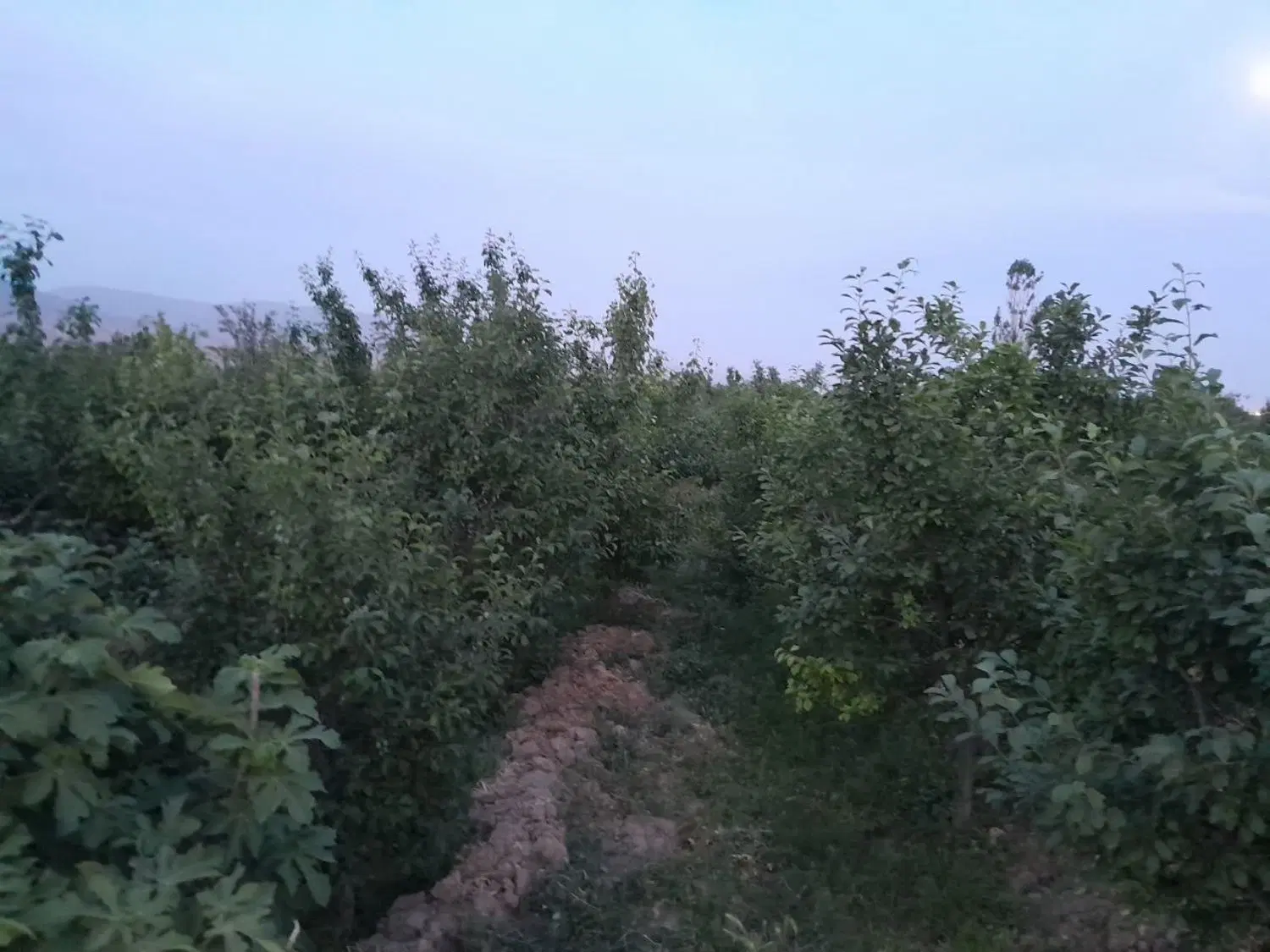 باغ کشاورزی
