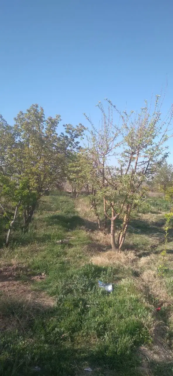 باغ نظراباد