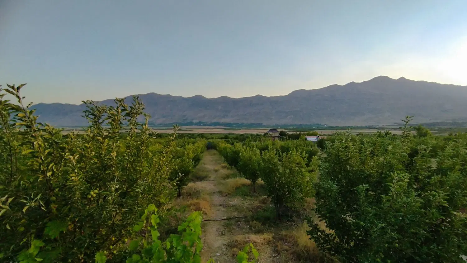 باغ ویلایی