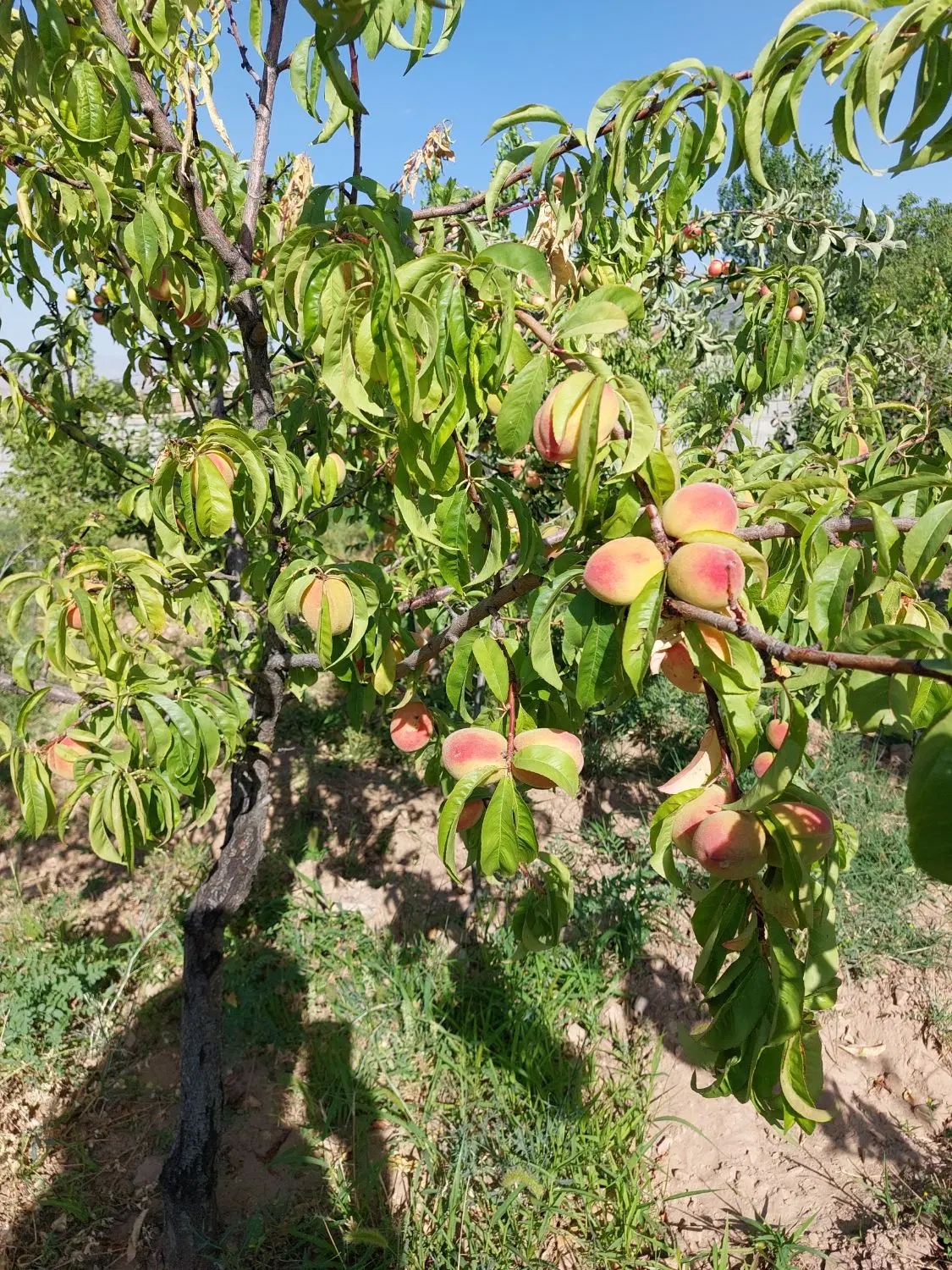 باغ ویلا در زین آباد