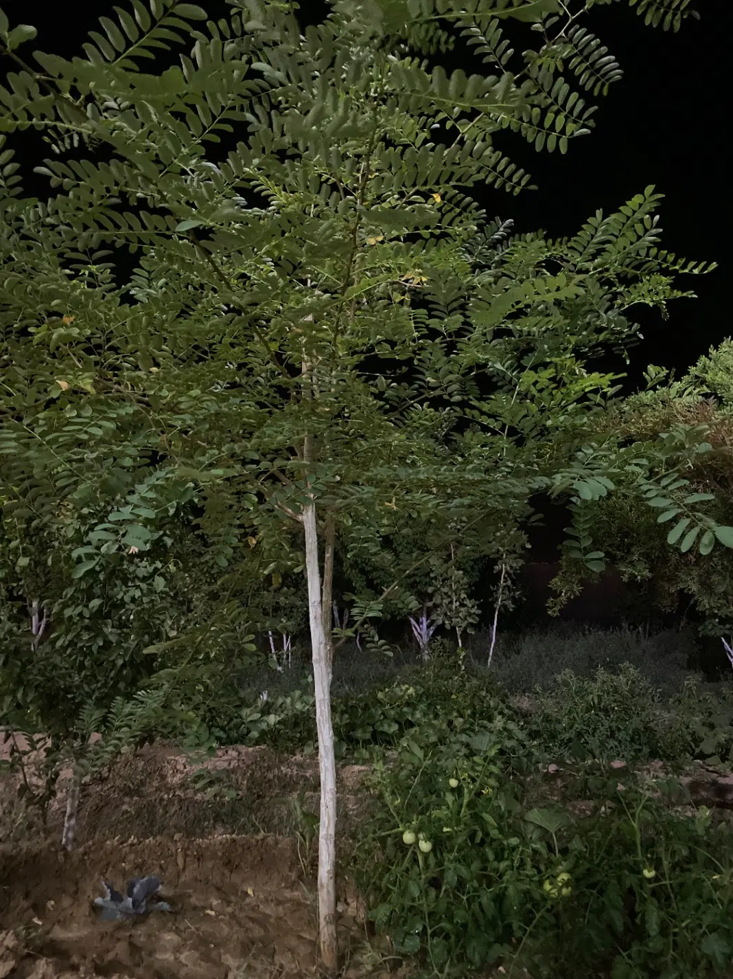 زمین