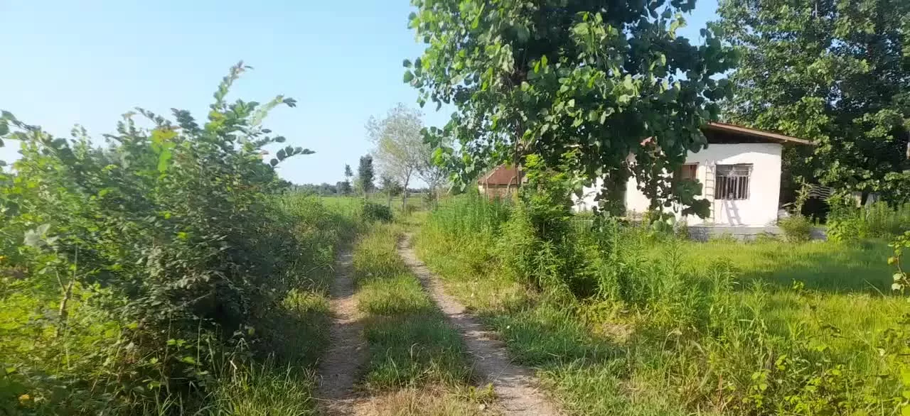 زمین باغی کشاورزی