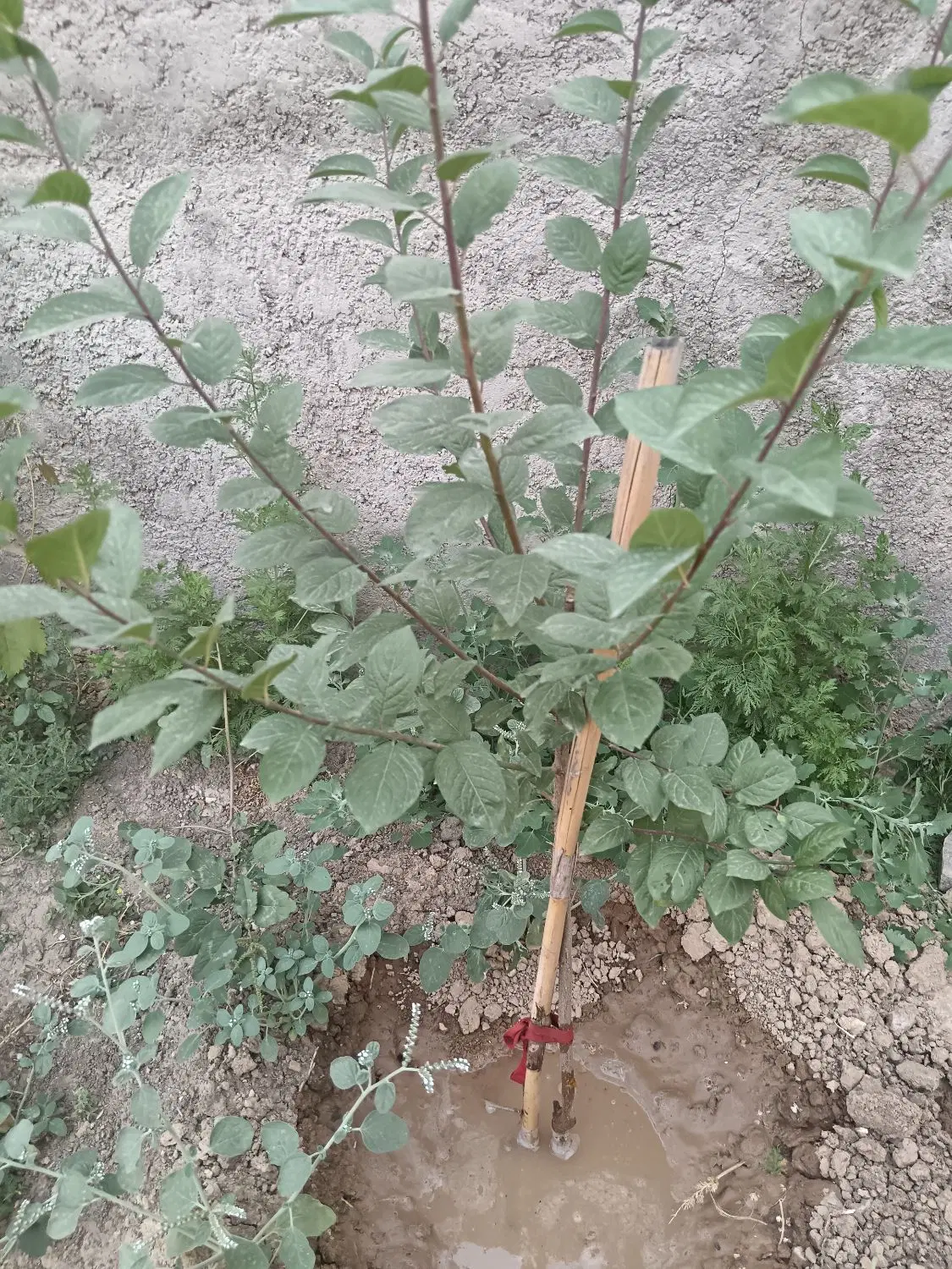 زمین مسکونی