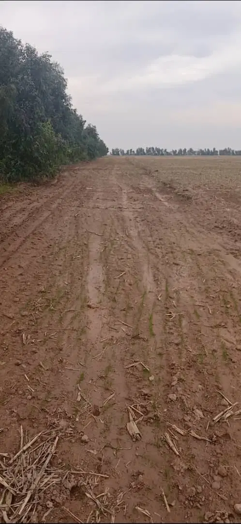 اجاره زمین زراعی